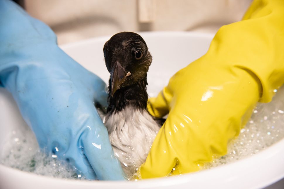 An oil-covered puffling gets a bubble bath to clean its feathers. 