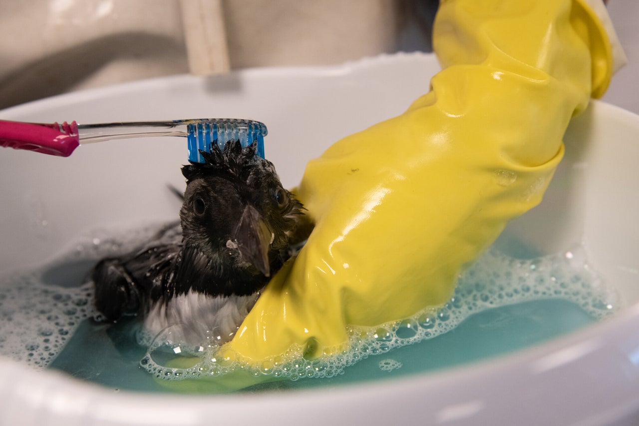 An oiled puffling gets a bubble bath.