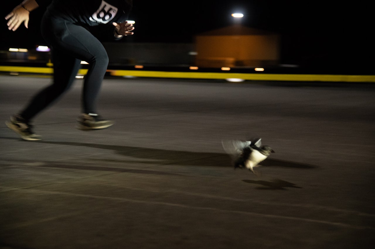 Sandra Sif Sigvardsdóttir sprints after a puffling on the dock during a late-night puffin rescue trip.