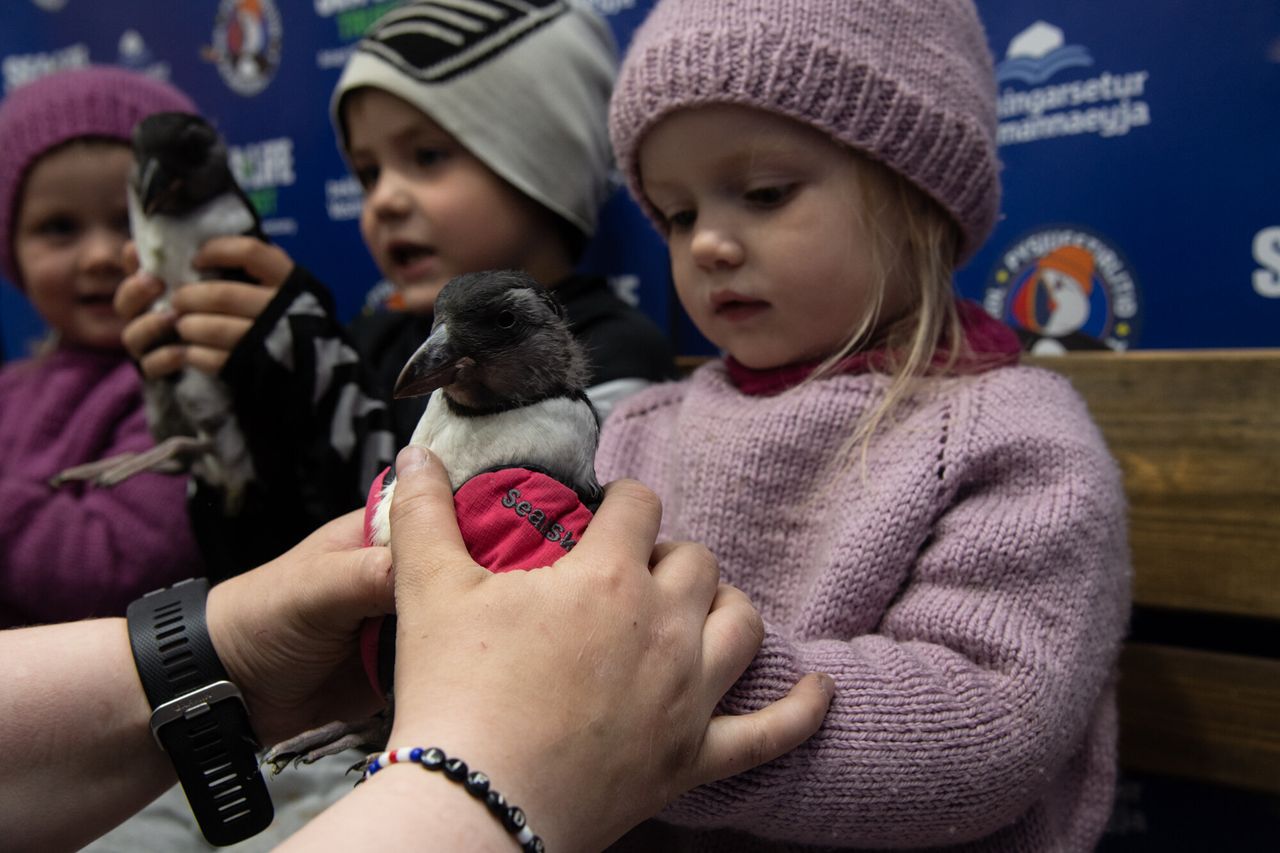 Sandra Sif Sigvardsdóttir hands a puffling to her youngest daughter, Eva Berglind, 2, sitting next to her cousin and older sister. Puffling Patrol volunteers take a photo of each kid with their rescued pufflings.