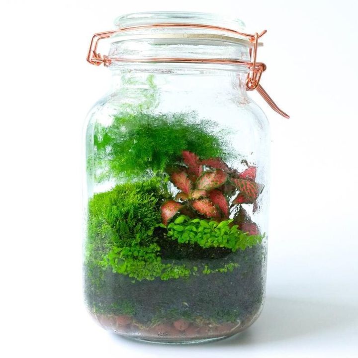 Terrarium Kit with Glass Container Fittonia Fern Moss Tools, Etsy