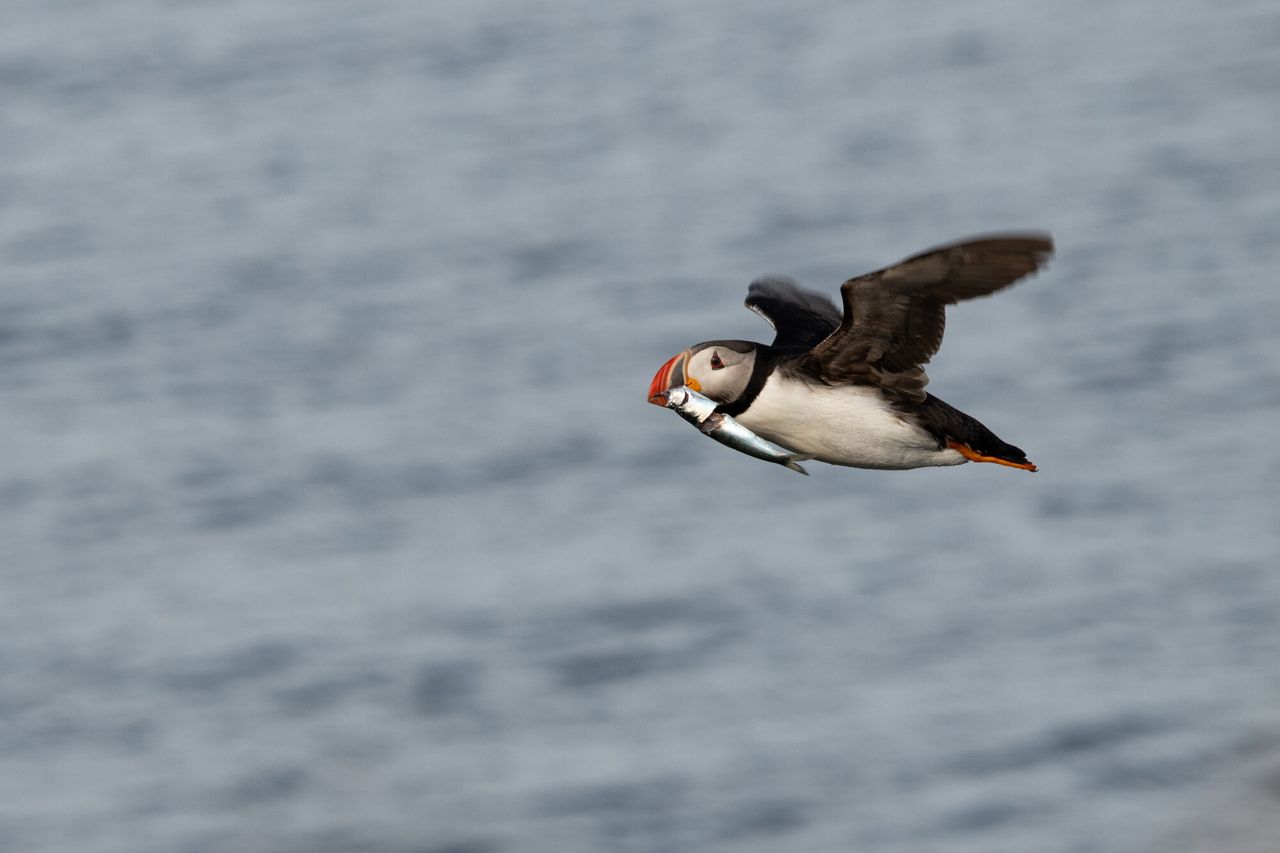 An adult puffin in Iceland flies with a fish in its mouth. Even though the seabirds seem plentiful, the country's puffin population has been declining dramatically.
