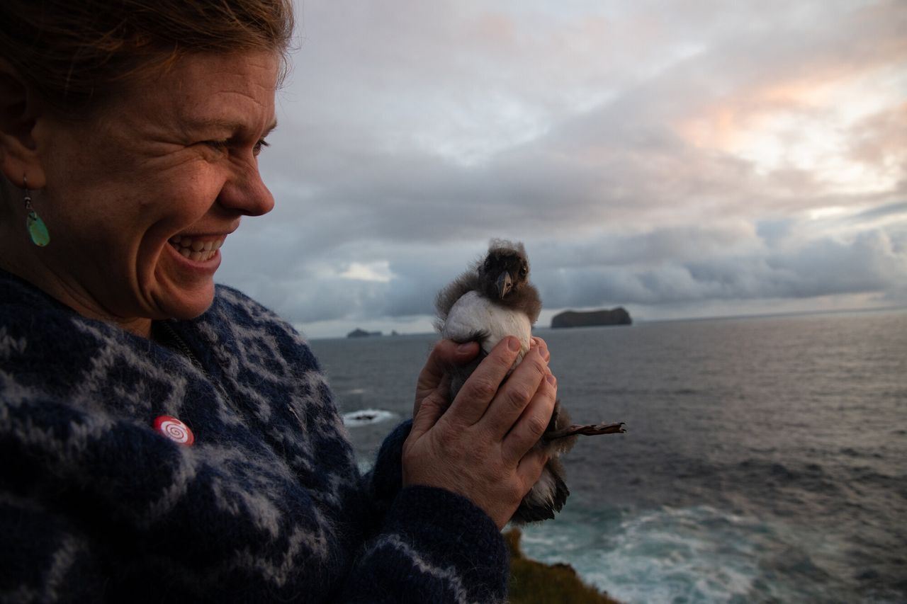 Karen Velas holds a fluffy puffling before releasing it at the cliffs at sunset.