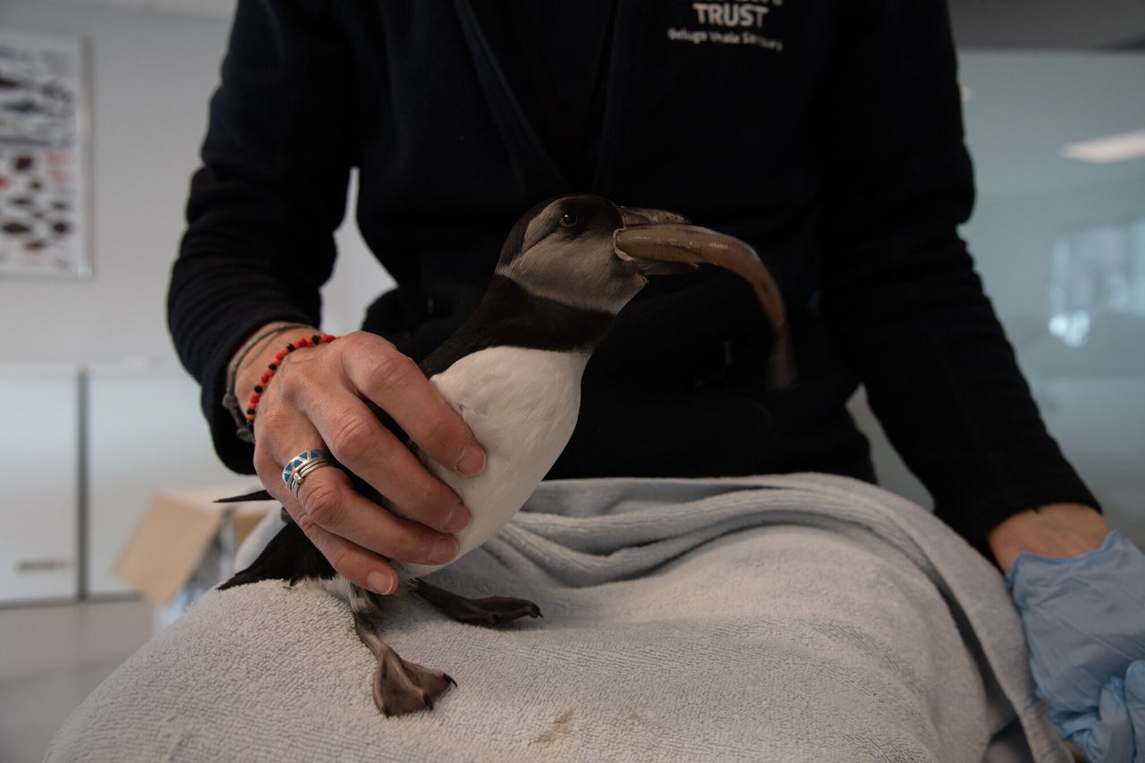 Margrét Magnúsdottir feeds a puffling in the lab.