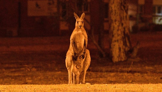 Number Of Animals Feared Dead In Australia’s Bushfires Soars To Over 1