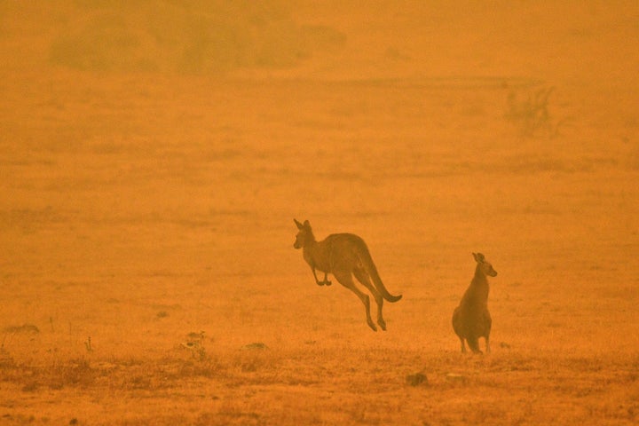 As tens of thousands of residents fled their homes amid catastrophic conditions in early January, a kangaroo jumps in a field shrouded with smoke from a bushfire in Snowy Valley.