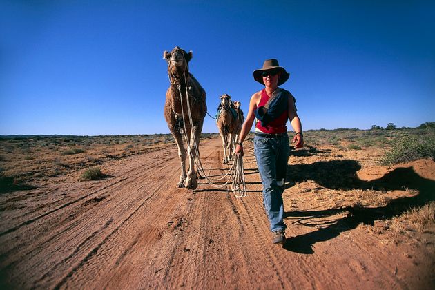 Πάνω από 10.000 καμήλες θα θανατωθούν στην Αυστραλία, επειδή «πίνουν πολύ