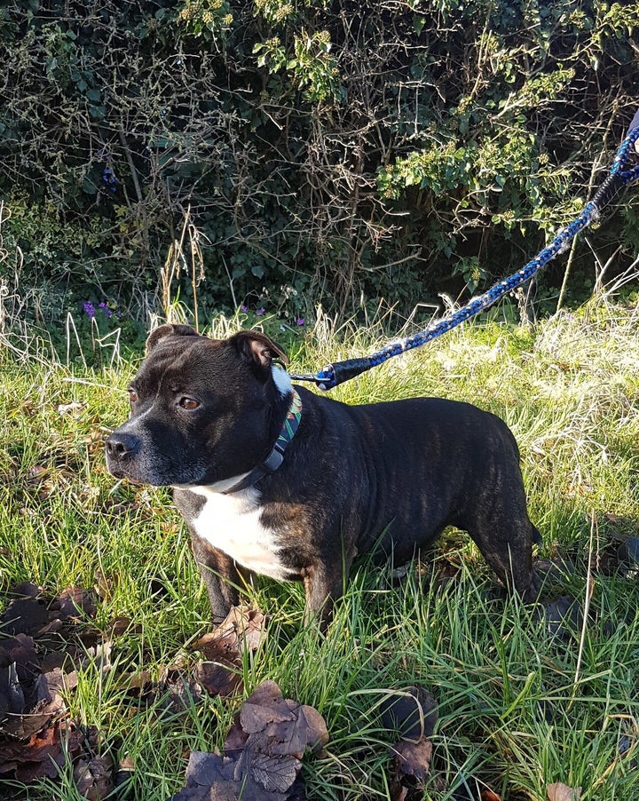 Rooney will now be reunited with his owner Alison 