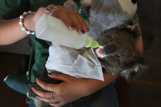 Over 1 billion animals have been killed or injured as a result of the bushfires.