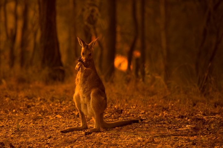 A series of catastrophic wildfires in Australia have prompted renewed calls for climate action throughout the country. 
