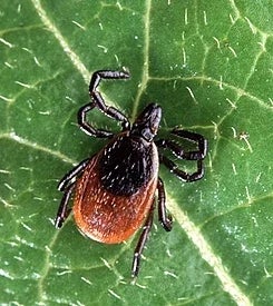 Garrapata transmisora de la enfermedad de Lyme.