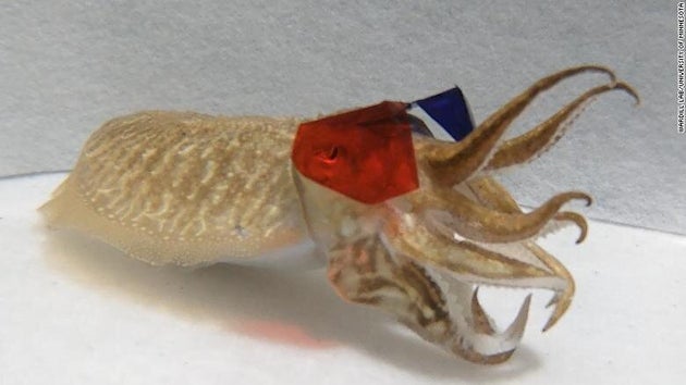 Επιστήμονες έβαλαν 3D γυαλιά σε σουπιά και της έδειξαν βίντεο - Τα αποτελέσματα