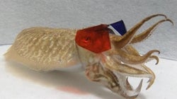 イカも3D映画を観ることができる？　新たな研究結果が発表