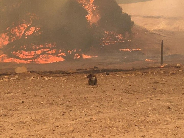 Koala stands in the field with bushfire burning in the background, in Kangaroo Island, Australia January 9, 2020 in this still image obtained from social media.