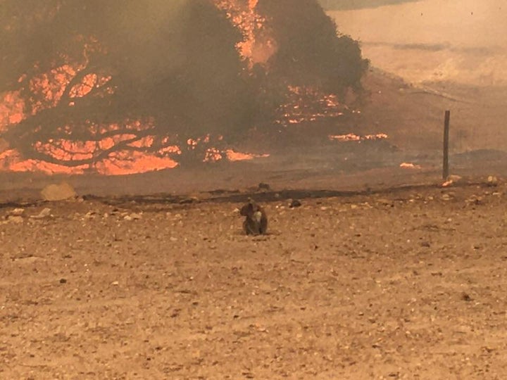 Koala stands in the field with bushfire burning in the background, in Kangaroo Island, Australia January 9, 2020 in this still image obtained from social media. 