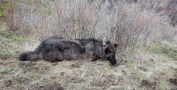 Still-tranquilized OR-59 is shown after being fitted with a GPS tracing collar in 2017.
