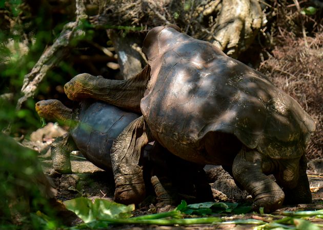 Ντιέγκο, η χελώνα με την αχαλίνωτη σεξουαλική ζωή που έσωσε το είδος της από