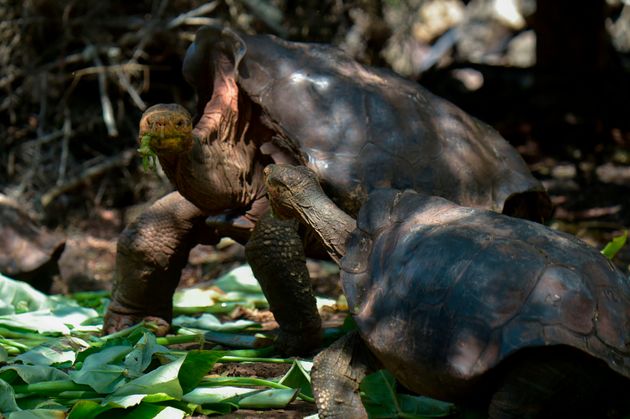 Ντιέγκο, η χελώνα με την αχαλίνωτη σεξουαλική ζωή που έσωσε το είδος της από