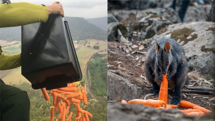 Food is dropped from the air for wallabies across New South Wales.