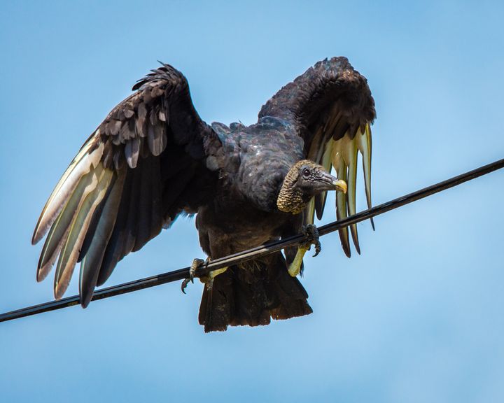 À la frontière mexicaine, du caca de vautours empêche les douanes de travailler correctement (photo d'illustration)