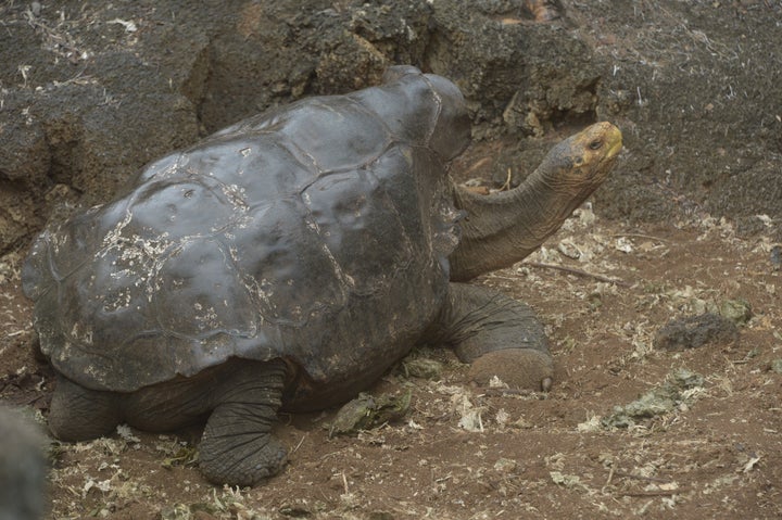 Diego the tortoise