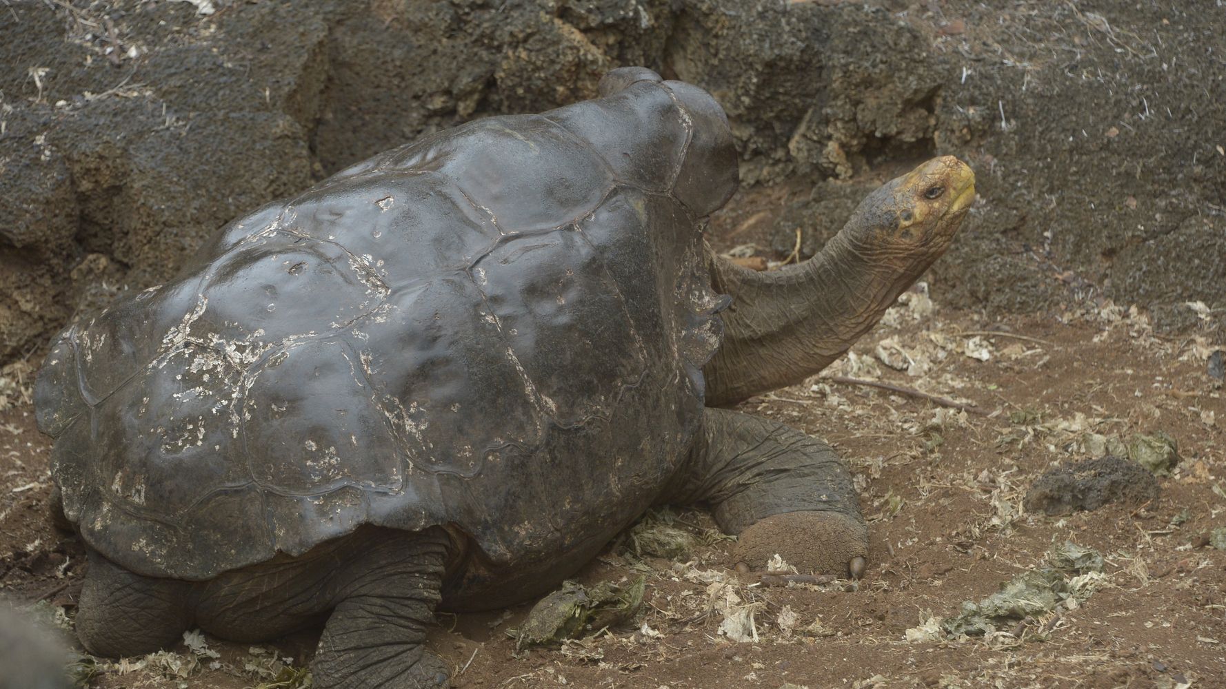 Diego The Tortoises Sex Drive Saved His Species From Extinction Now Hes Retiring Huffpost News