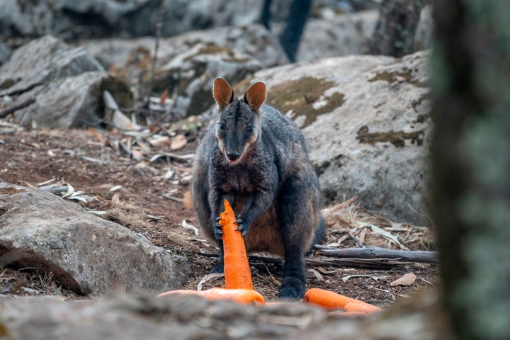 One happy customer after thousands of pounds of vegetables were airdropped to wildfire zones across New South Wales.