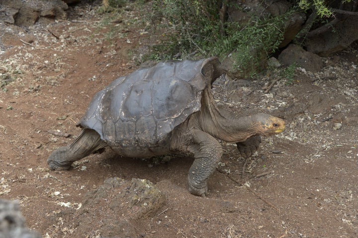 Diego, a tortoise of the endangered Chelonoidis hoodensis subspecies from Española Island, is seen in a breeding centre at the Galapagos National Park on Santa Cruz Island in the Galapagos archipelago, located some 1,000 km off Ecuador's coast, on September 10, 2016. / AFP / RODRIGO BUENDIA (Photo credit should read RODRIGO BUENDIA/AFP via Getty Images)