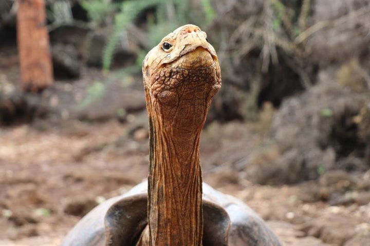 Fotografía del 9 de enero de 2020, cedida por el Parque Nacional Galápagos, que muestra a Diego, la tortuga gigante de la isla Española que vivió en EE.UU. y que tras su regreso al archipiélago Galápagos (Ecuador) ayudó a salvar su especie al procrear 800 hijos. Diego retornará este año a su hábitat, donde hace varias décadas los piratas diezmaron a la población de esos animales. Su retorno, planeado para marzo próximo, deriva del cierre del programa de reproducción en cautiverio de la especie Chelonoidis hoodensis, una vez que se ha evidenciado la recuperación de las condiciones del hábitat y de la población de tortugas en Española. EFE/ PARQUE NACIONAL GALAPAGOS/
