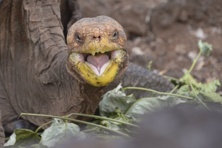 Diego, a tortoise of the endangered Chelonoidis hoodensis subspecies from Española Island, is seen in a breeding centre at the Galapagos National Park on Santa Cruz Island in the Galapagos archipelago, located some 1,000 km off Ecuador's coast, on September 10, 2016. / AFP / RODRIGO BUENDIA (Photo credit should read RODRIGO BUENDIA/AFP via Getty Images)