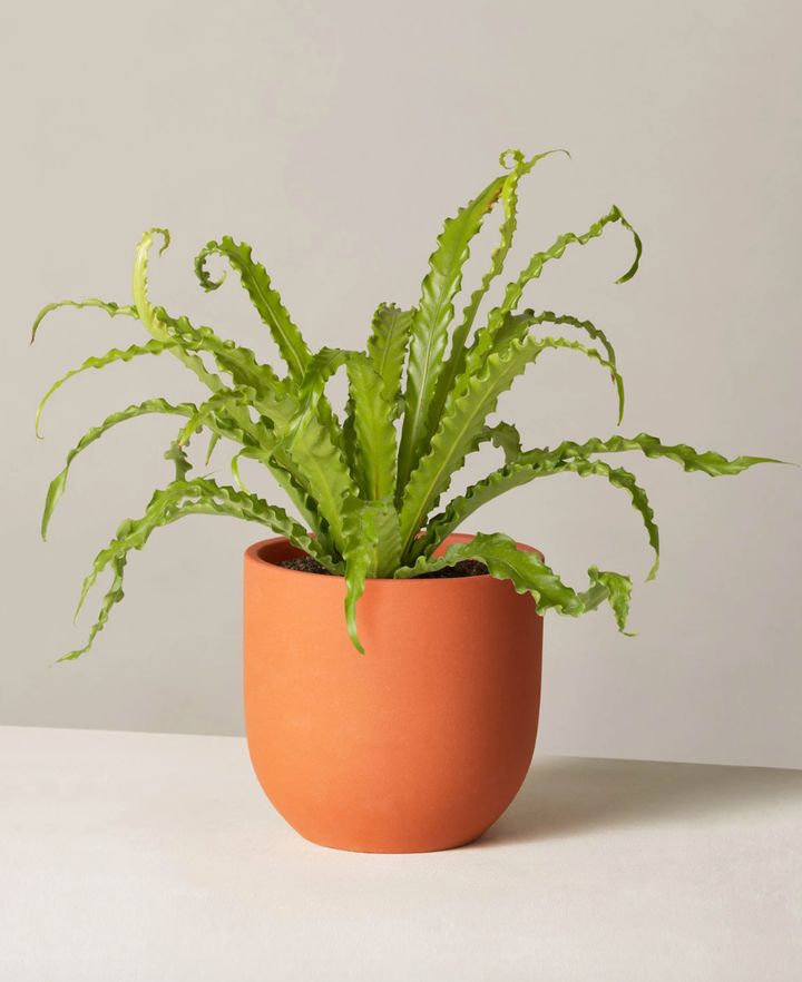 The Sill calls this the "perfect tropical houseplant," and it's known for its wavy fronds. And this plant is considered nontoxic, so it's safe to have around the furrier members of the family. <a href="https://fave.co/382d7rN" target="_blank" rel="noopener noreferrer"><strong>Originally $53, get it now for $40</strong></a>.