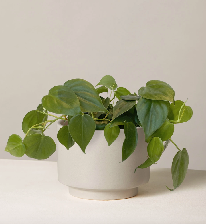 This is the most popular plant at The Sill, according to the brand. It has heart-shaped leaves and vines that just keep on growing.&nbsp;<strong><a href="https://fave.co/30jpVaU" target="_blank" rel="noopener noreferrer">Originally $51, get it now for $38</a>.</strong>