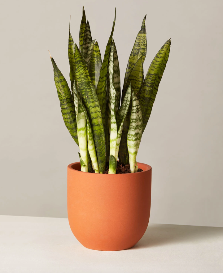 If you're looking to take care of a succulent, the Snake Plant Zeylanica is one with dramatic, sword-like leaves. <strong><a href="https://fave.co/2QNU2E8" target="_blank" rel="noopener noreferrer">Originally $60, get it now for $40</a></strong>.