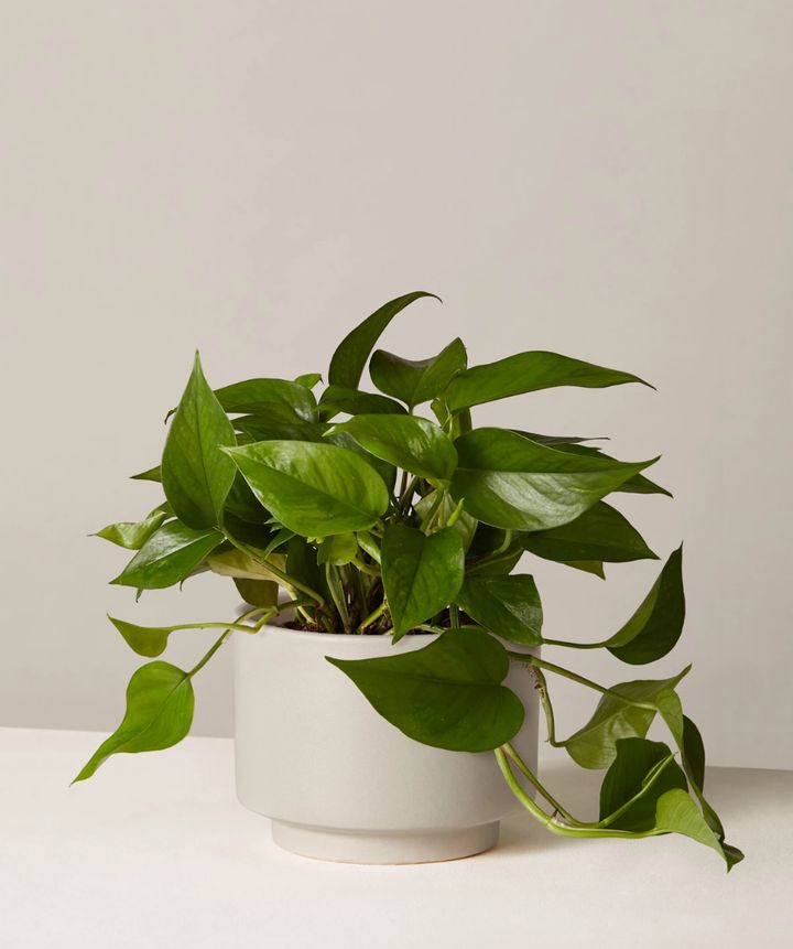 The vines on the porthos are supposed to grow quickly, so you'll have a lush-looking plant in no time.&nbsp;<a href="https://fave.co/30fG0y2" target="_blank" rel="noopener noreferrer"><strong>Originally $50, get it now for $38</strong></a>.