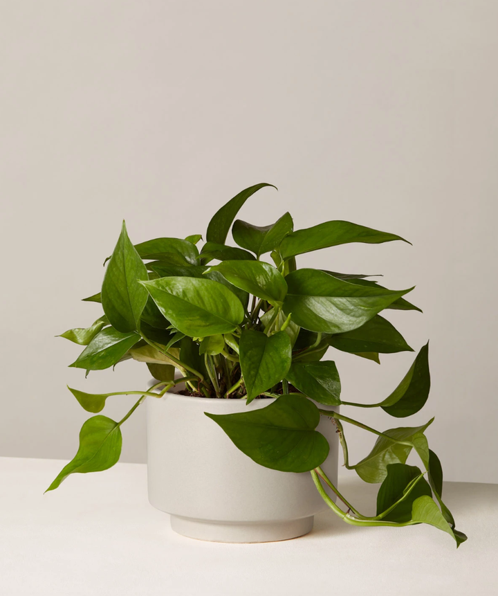 The vines on the porthos are supposed to grow quickly, so you'll have a lush-looking plant in no time. <a href="https://fave.co/30fG0y2" target="_blank" rel="noopener noreferrer"><strong>Originally $50, get it now for $38</strong></a>.