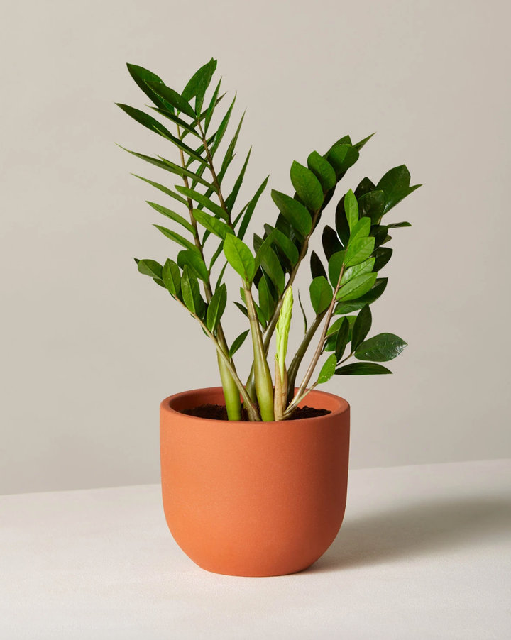 The ZZ Plant has thick, wavy green leaves and is known to be air-purifying. <strong><a href="https://fave.co/2FRzVyl" target="_blank" rel="noopener noreferrer">Originally $51, get it now for $38</a></strong>.