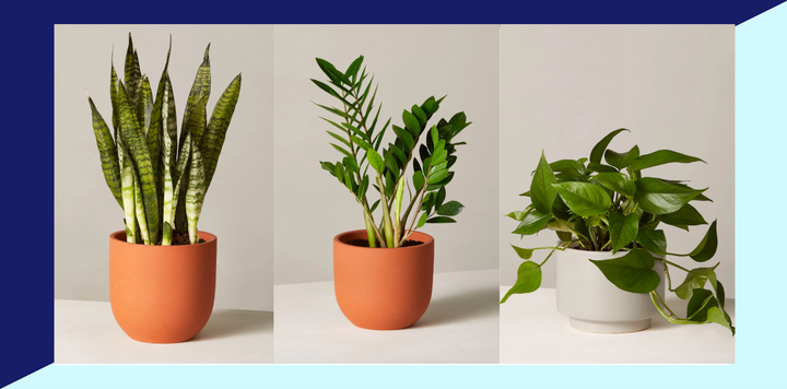 Don't leaf this deal in the dust: The Sill's offering 25% off select houseplants.
