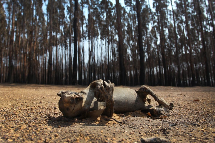 A dead koala is seen among Blue Gum trees in the bushfire-ravaged outskirts of the Parndana region on Jan. 8 on Kangaroo Island, Australia.