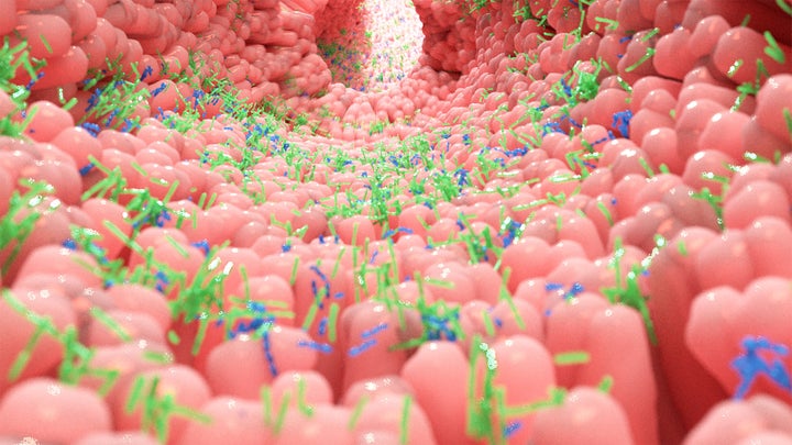 Recreación de microbiota en un intestino humano. 