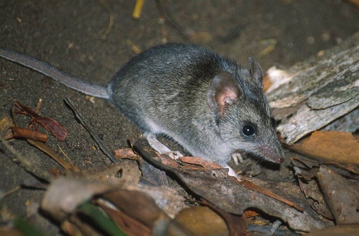 Kangaroo Island dunnart