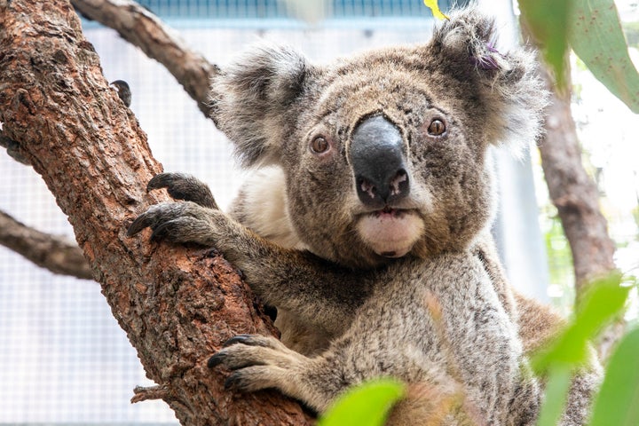 Purkunas the koala at Taronga Zoo's Wildlife Hospital in Sydney. The zoo has received a $1 million boost in the wake of the fires to continue its conservation efforts.