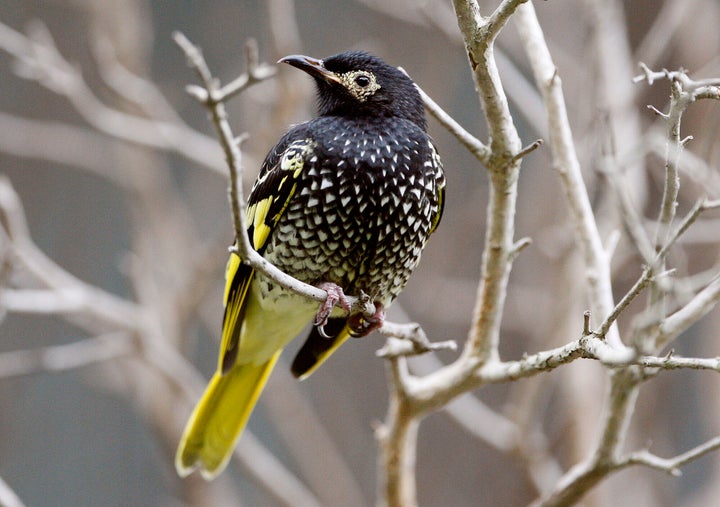 With the population of regent honeyeaters plummeting, Australian officials have turned to captive breeding in the hopes of saving the endangered bird from extinction.