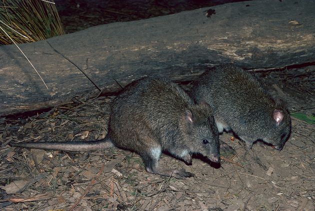 Long-footed potoroos are a forest-dwelling rat-kangaroo found in New South Wales and Victoria.