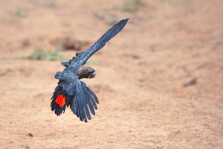 A rare, wild glossy black cockatoo (<em>Calyptorhynchus lathami lathami</em>) in flight in New South Wales.
