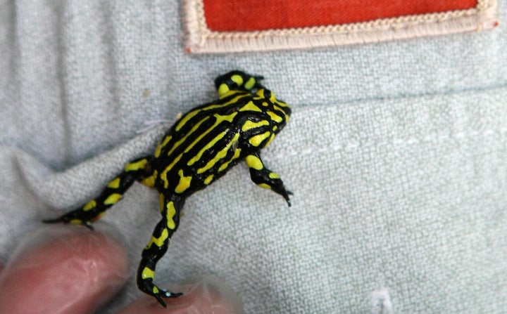 Taronga Zoo is attempting to save the southern corroboree frog from destruction due to climate change, habitat loss and deadly introduced species.