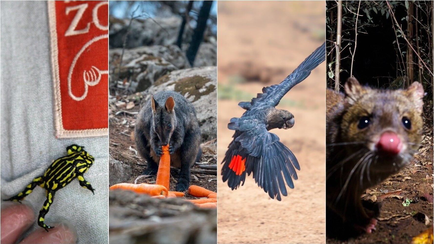 Meet Some Of The Australian Animals Hardest Hit By The Bushfire Disaster HuffPost Australia News