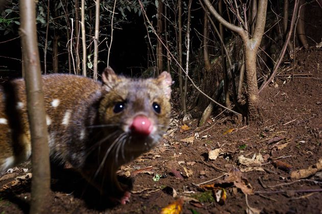 The spotted-tail quoll is endemic to eastern Australia and has suffered substantial decline since European settlement in Australia.