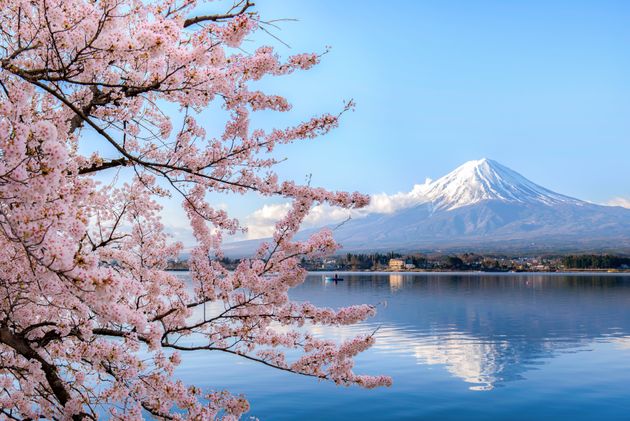 Ανθοφορία κερασιάς στην Ιαπωνία.