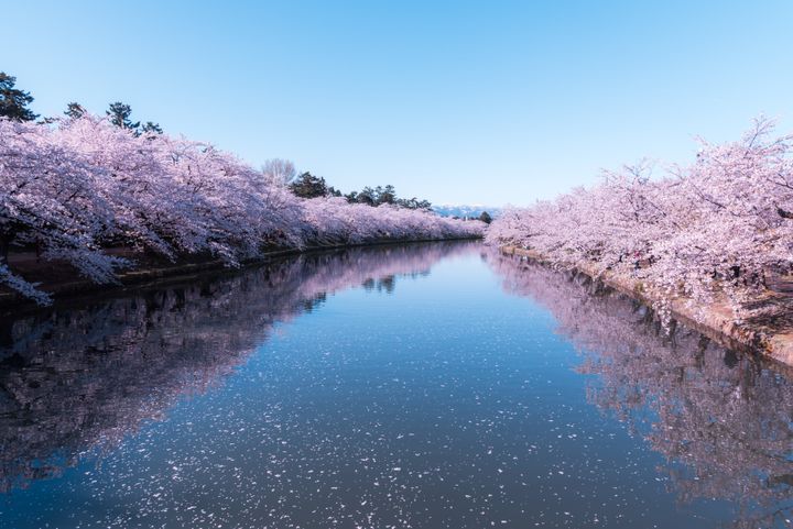 Ανθισμένες κερασιές στην Ιαπωνία.