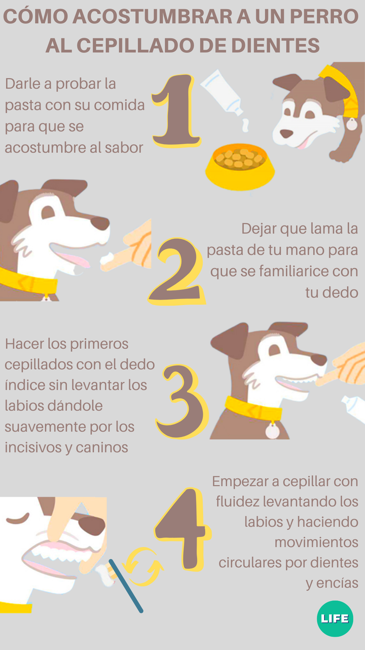 Pasos a seguir para acostumbrar a un perro al cepillado de dientes.
